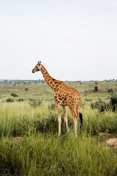 长颈鹿站在绿色的草地上